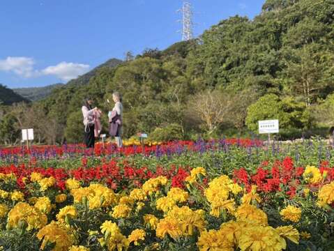 Taipei City's Riverside Blooms in Celebration of Spring Happy Chinese New Year of the Horse