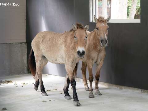 馬年搬馬 蒙古野馬也搬新家