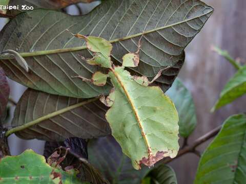 伪装拟态、尖刺防卫 竹节虫保命本领大公开