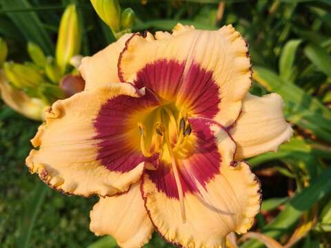 Taipei's Daylilies Like You've Never Seen Them: Chiang Kai-shek Shilin Residence Invites You to Take a Closer Look