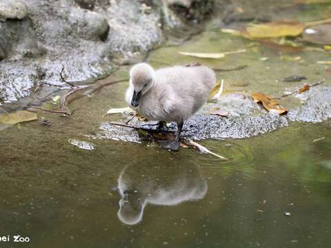 Black Swan Chicks Being Raised in the Tropical Rainforest Area! Keepers Pull Off a Brilliant "Egg Swap" to Help One Hatch