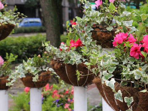 春天已到臺北  杜鵑花季開始囉！