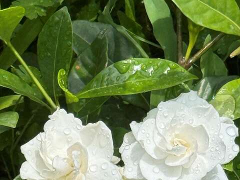 Summer Fragrance in Taipei: Gardenias Bloom at Yuanshan Park