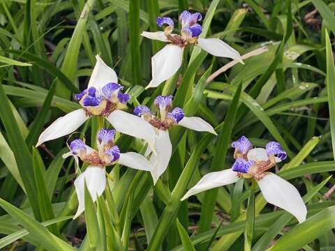 A Dreamy Purple-and-White Carpet —Brazilian Iris Bursts into Bloom in Shilin District