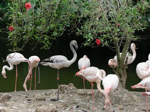 Bird News Keeps Coming at Taipei Zoo: Baby Birds Are Arriving One After Another