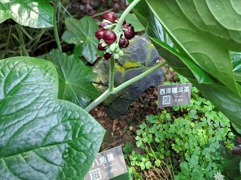 高海拔保育品种 八角莲现身台北典藏植物园