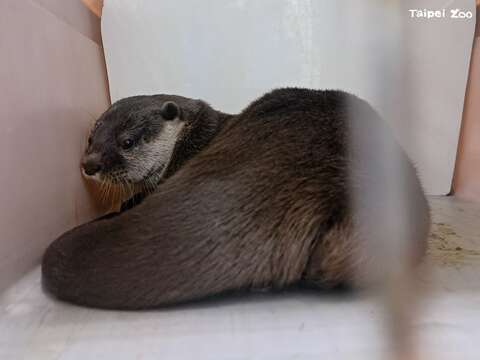 小爪水獺飛往南半球 旅居紐西蘭奧克蘭動物園