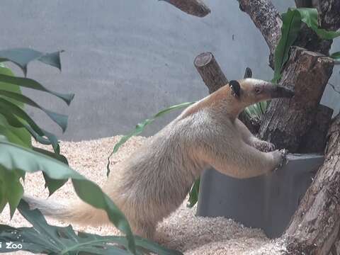 香蕉樹竟成攀爬跳板 小食蟻獸「黑妞」不假外出  動物園籲請協尋