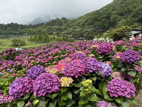 2026竹子湖海芋季繡球花季登場「花田樂章」