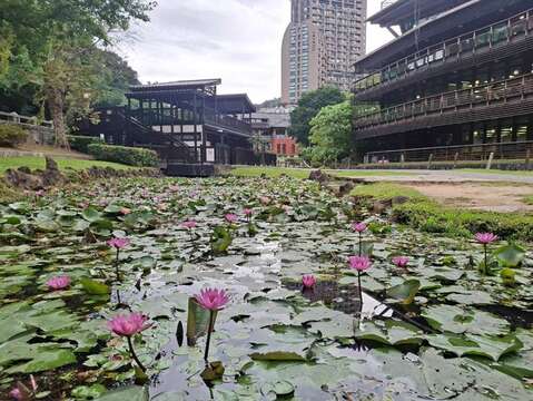 晨露映荷香 北投公園夏景如畫