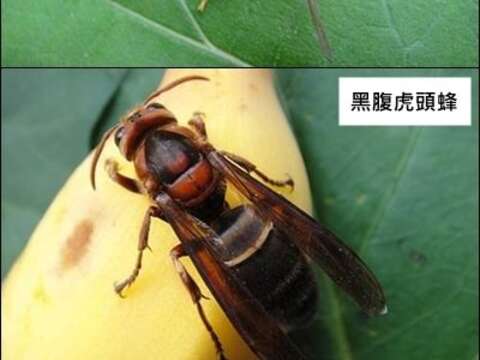虎头蜂繁殖季来了，北市动保处提醒安全四大要件