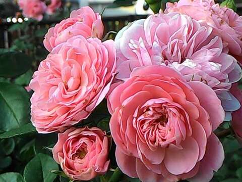 Immersed in Rosy Beauty: The Taipei Rose Garden 2017 Spring Exhibition
