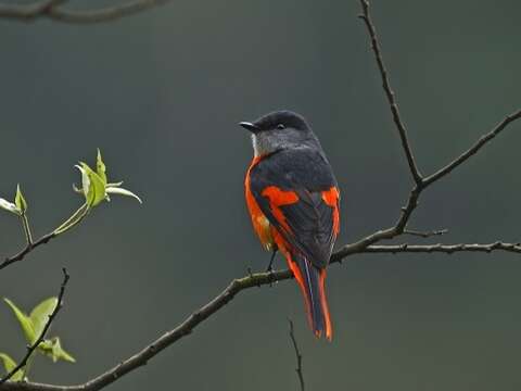 Taipei Avian Touring On City Corners - The Beauty of Birdsong