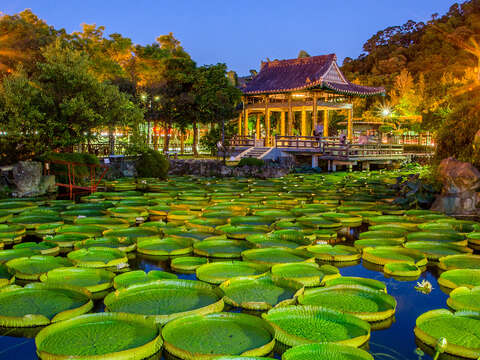 雙溪公園大王蓮攝影比賽得獎名單