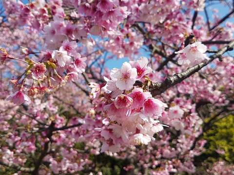 Cycling Destinations with Cherry Blossoms on Yangmingshan