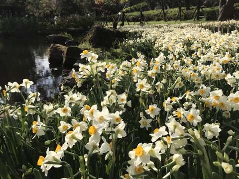 陽明山群芳競艷 湖山綠地水仙花大爆發