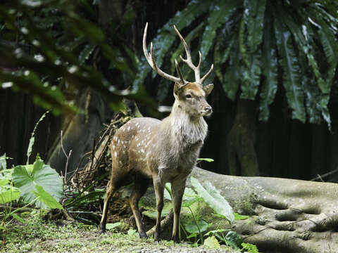 臺北市立動物園