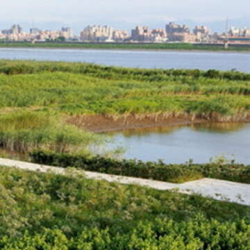 溼地有淨化水質、調節洪水及創造生物多樣性等功能。（楊智仁攝）
