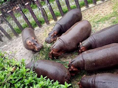 動物便便製成的有機堆肥土，在非洲區戶外場周遭栽種整排的可食地景-狼尾草，採收後送給河馬加菜唷！