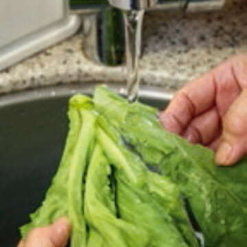 接著翻開菜葉沖洗內部，可用手指搓洗。（攝影／葛晶瑩）