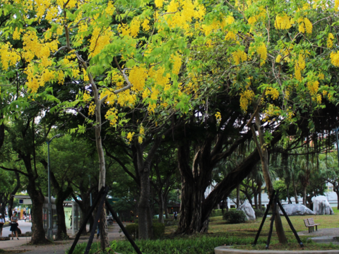 福林公園的阿勃勒