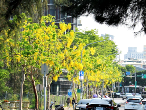 福林路兩側的阿勃勒