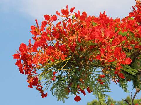 鳳凰木盛開時如同紅色蝴蝶在樹梢上翩翩飛舞