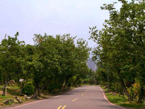 櫻花隧道