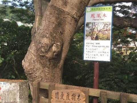 東和公園888傳奇 老鳳凰木紅不讓