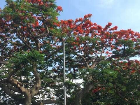 東和公園888傳奇 老鳳凰木紅不讓