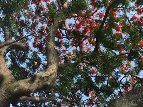 東和公園888傳奇 老鳳凰木紅不讓