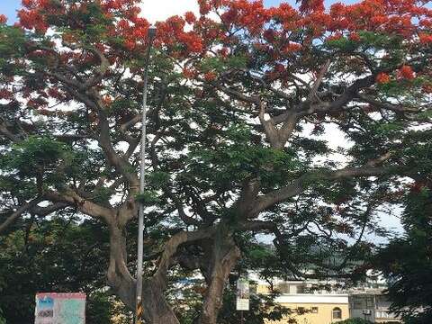 東和公園888傳奇 老鳳凰木紅不讓