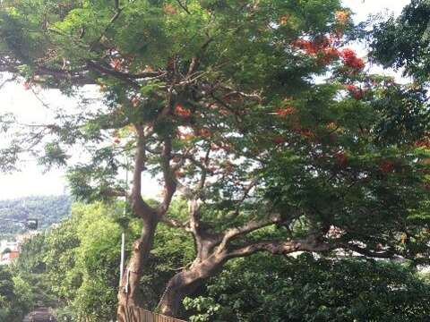 東和公園888傳奇 老鳳凰木紅不讓