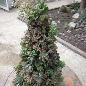 多肉植物展倒數 快來看植物界的胖子