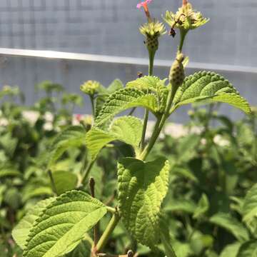 整株都有粗短的軟毛