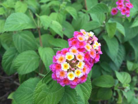 花色初開為黃白色，成花轉為桃紫色