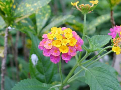 迷你繡球花 馬纓丹萬綠叢中一點『紅』