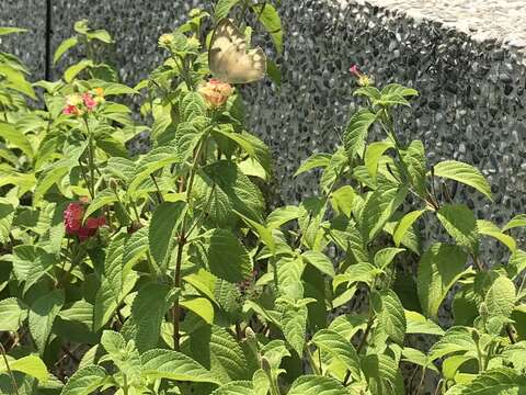 吸引蝴蝶採食花蜜，良好蜜源植物