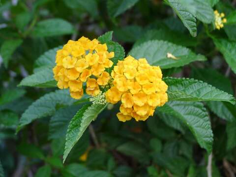 黃花馬纓丹