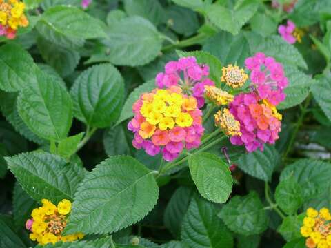 許多小花聚集的頭狀花序