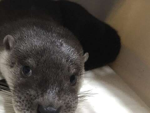 歐亞水獺寶寶「浯綠」：你可以再靠近一點！