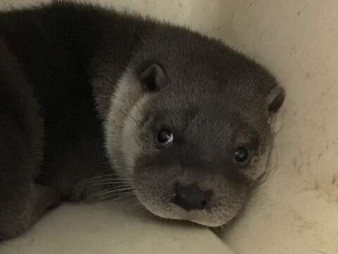歐亞水獺寶寶「浯優」：剛剛發生什麼事？我好像睡著了？！