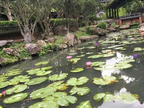 色彩豐富的睡蓮亦是至德園水池的要角