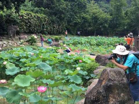 吸引許多攝影愛好者爭相捕捉至德園蓮荷之美