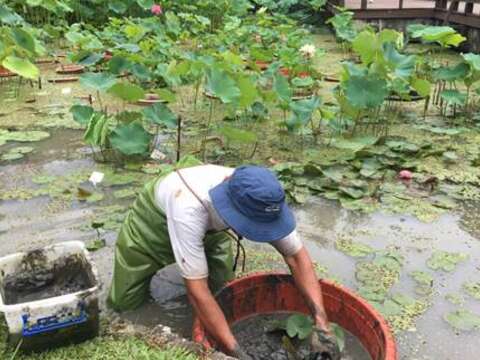 認養人~故宮博物院悉心的進行荷花移植工作