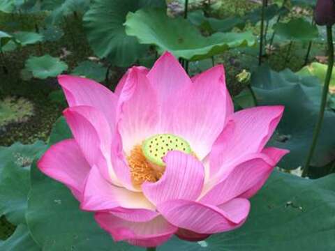 盛開桃紅的荷花嬌艷動人