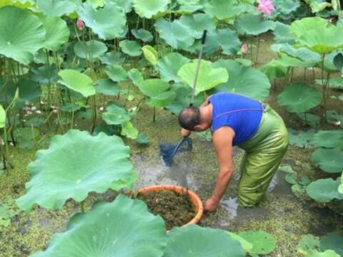 認養人~故宮博物院用心的進行池面清理工作