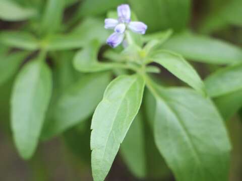 夏天的香料記憶 鼠尾草庭園廚房兩相宜