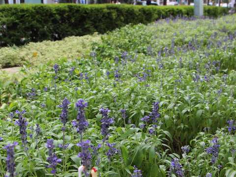 夏天的香料記憶 鼠尾草庭園廚房兩相宜