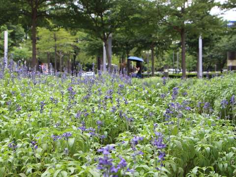 夏天的香料記憶 鼠尾草庭園廚房兩相宜